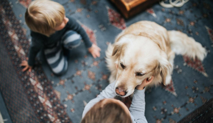 Unleashing Fun: How Dog Toys Can Improve Your Pet’s Life