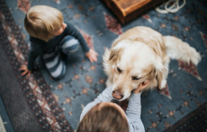 Unleashing Fun: How Dog Toys Can Improve Your Pet’s Life